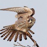 12SB6411 American Kestrel Female
